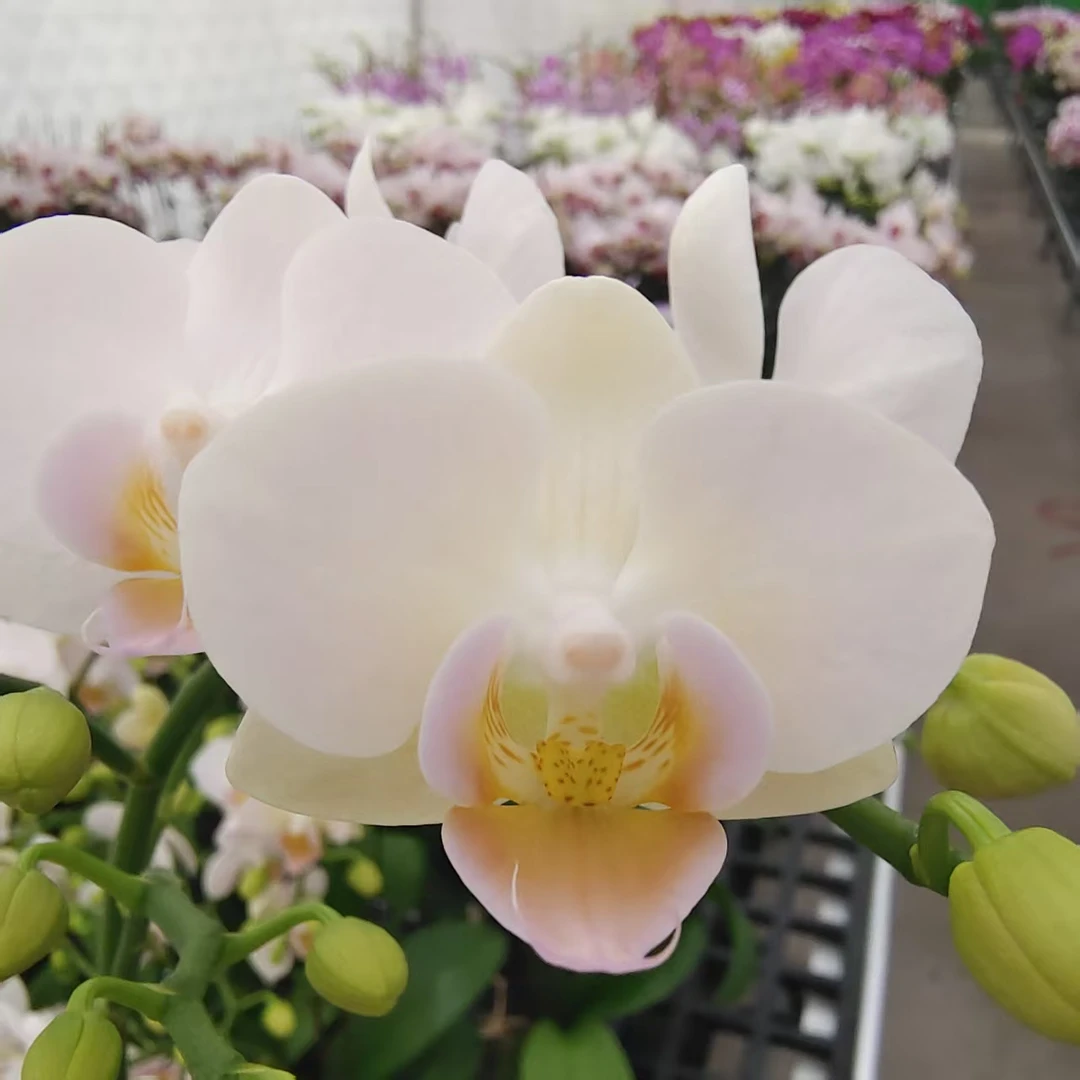 蝴蝶兰【嫦娥】白色系 清新淡雅 带花带苞 客厅美观