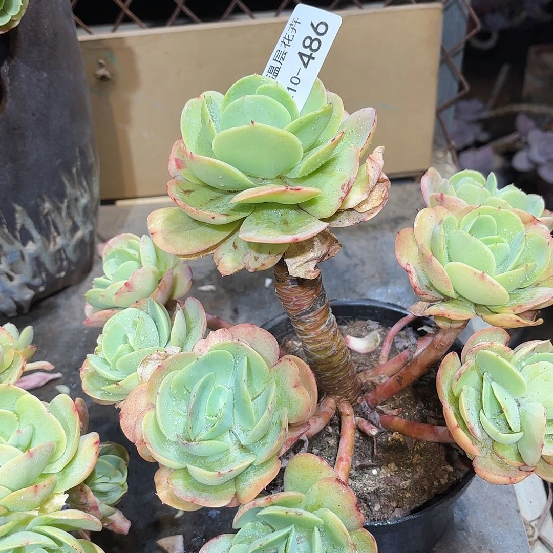 笑*同温层多肉碧桃486