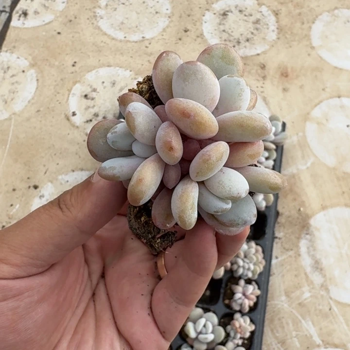 啦啦奶 穴盘  一物一拍