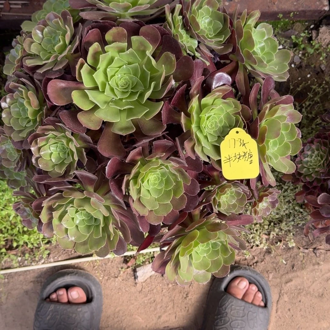 *****法师欧紫发货17-34