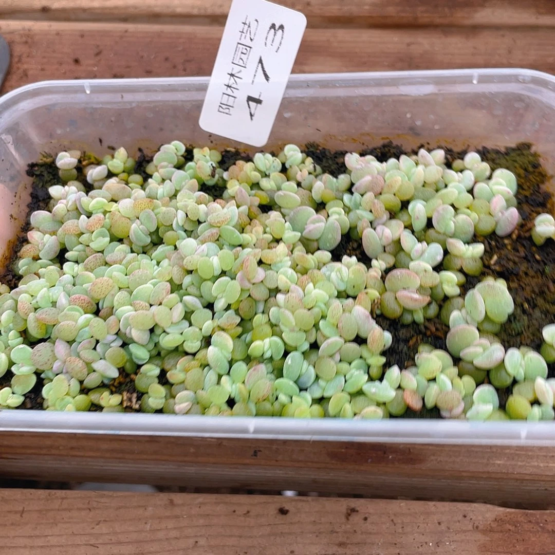 布***辣多肉植物多肉植物473