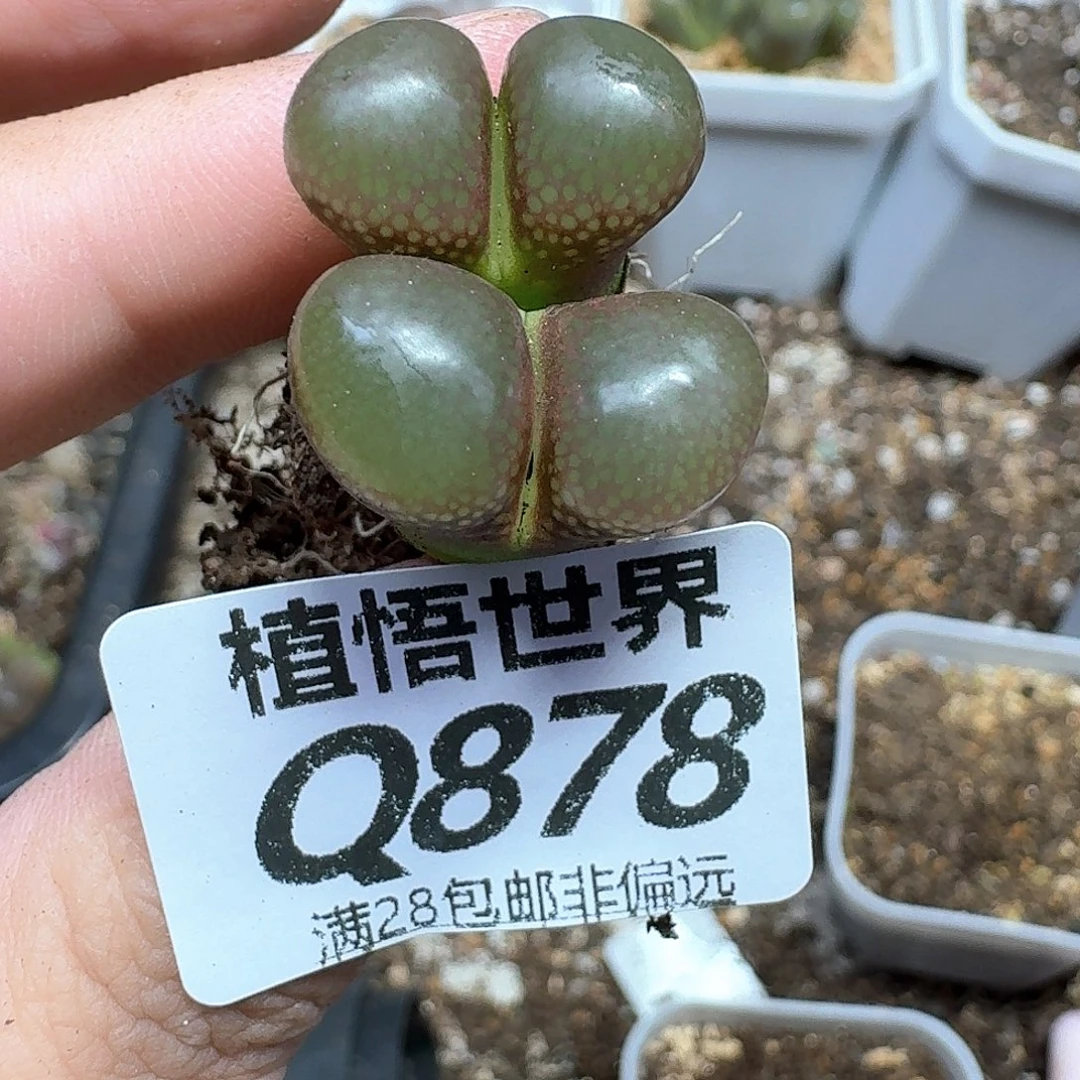 多肉植物的润泽地bnn