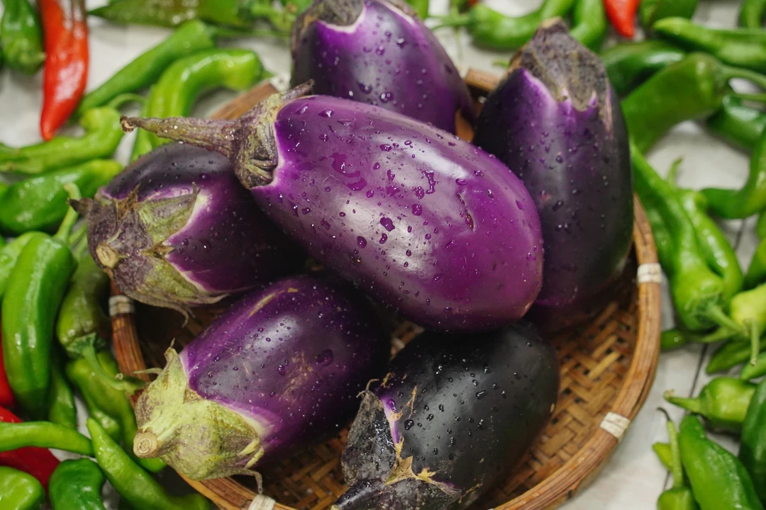 黄梅本地圆土茄子