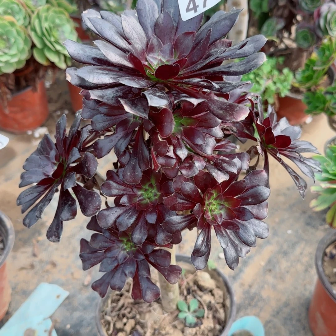 墨法师473满20包邮断枝不包