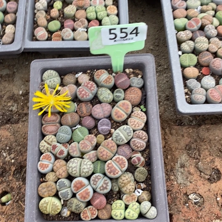太***花生石花等植物的生长554