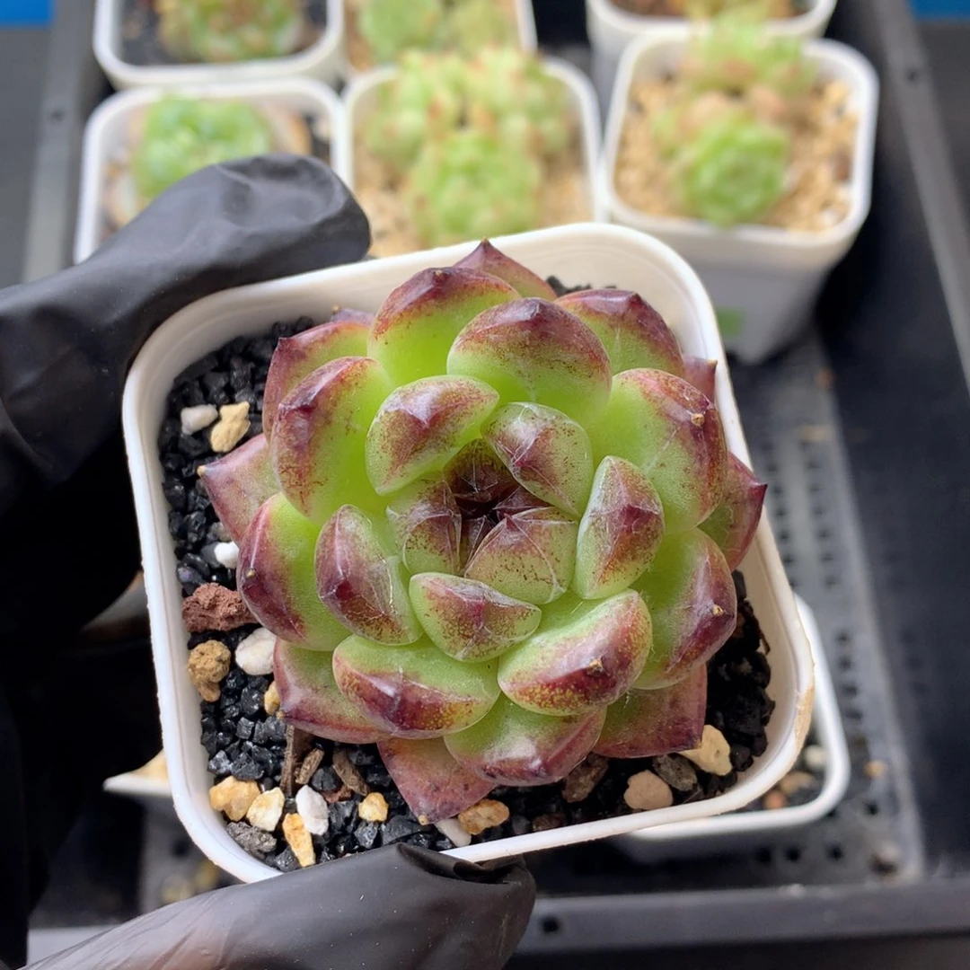 58包邮  群生不包整 119