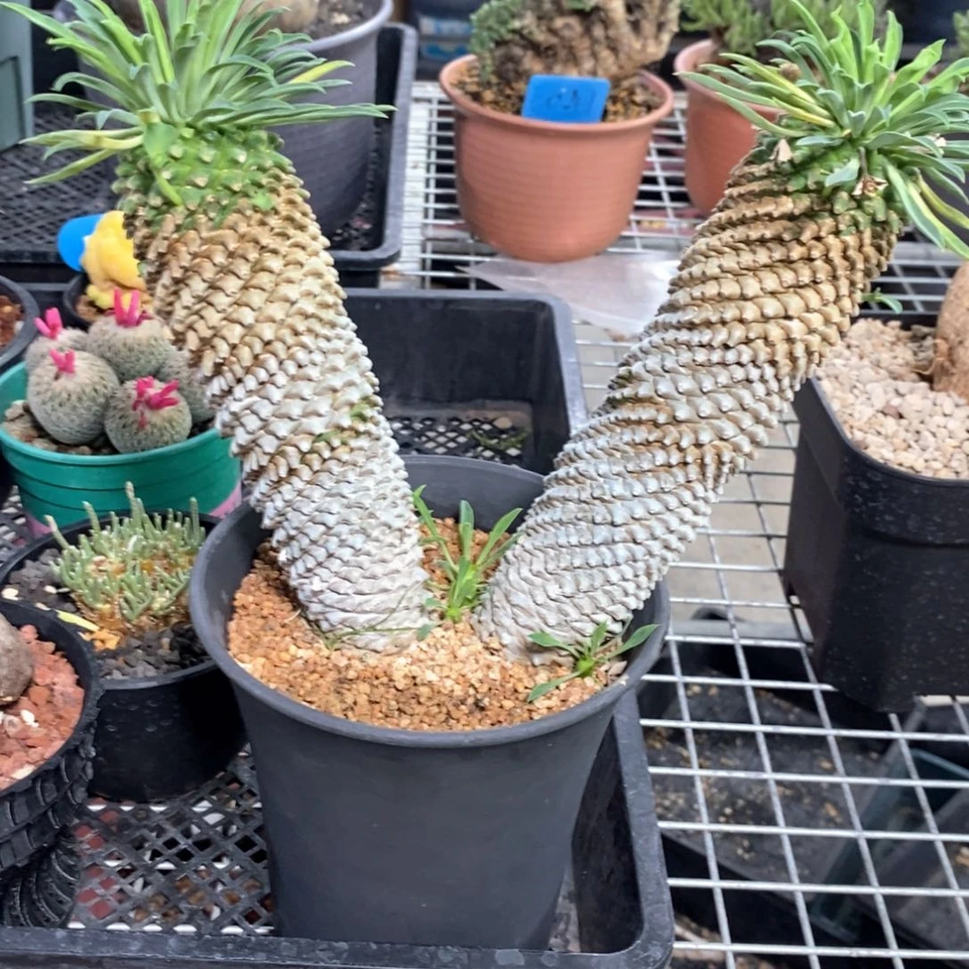 铁甲麒麟多肉植物