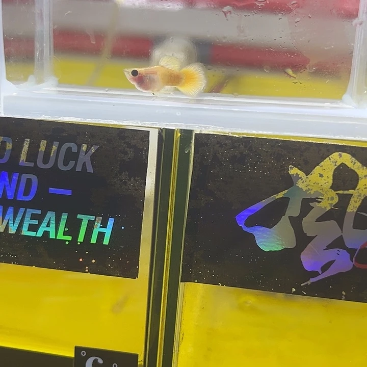 孔雀鱼黄金玻璃猫公