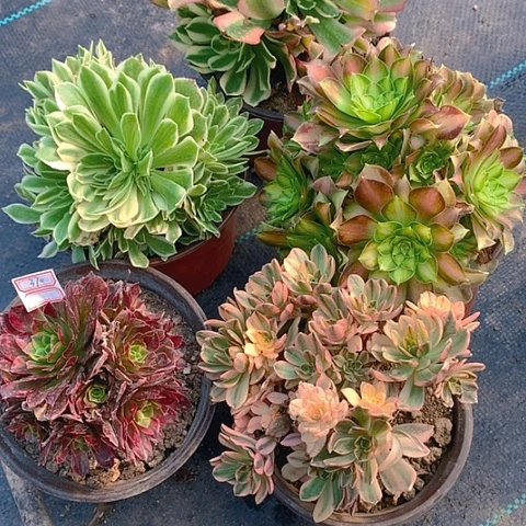 370法师5棵多肉植物