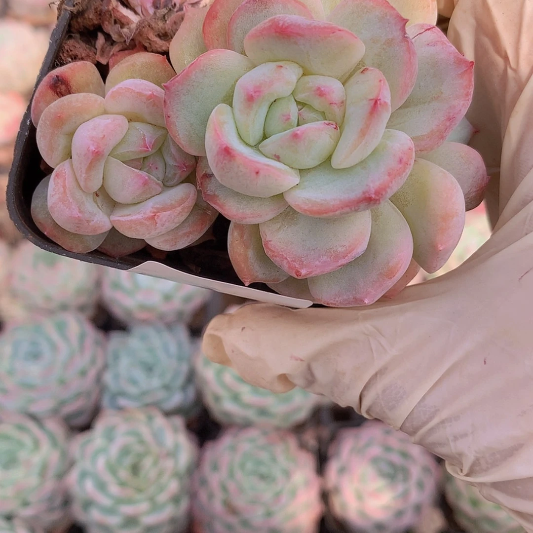 【闪购商品】云818