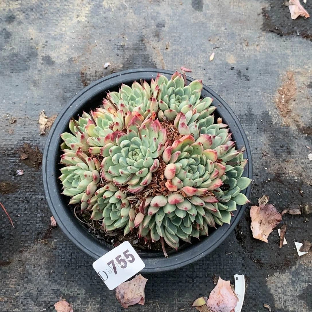 放****~755沙罗姬多肉植物