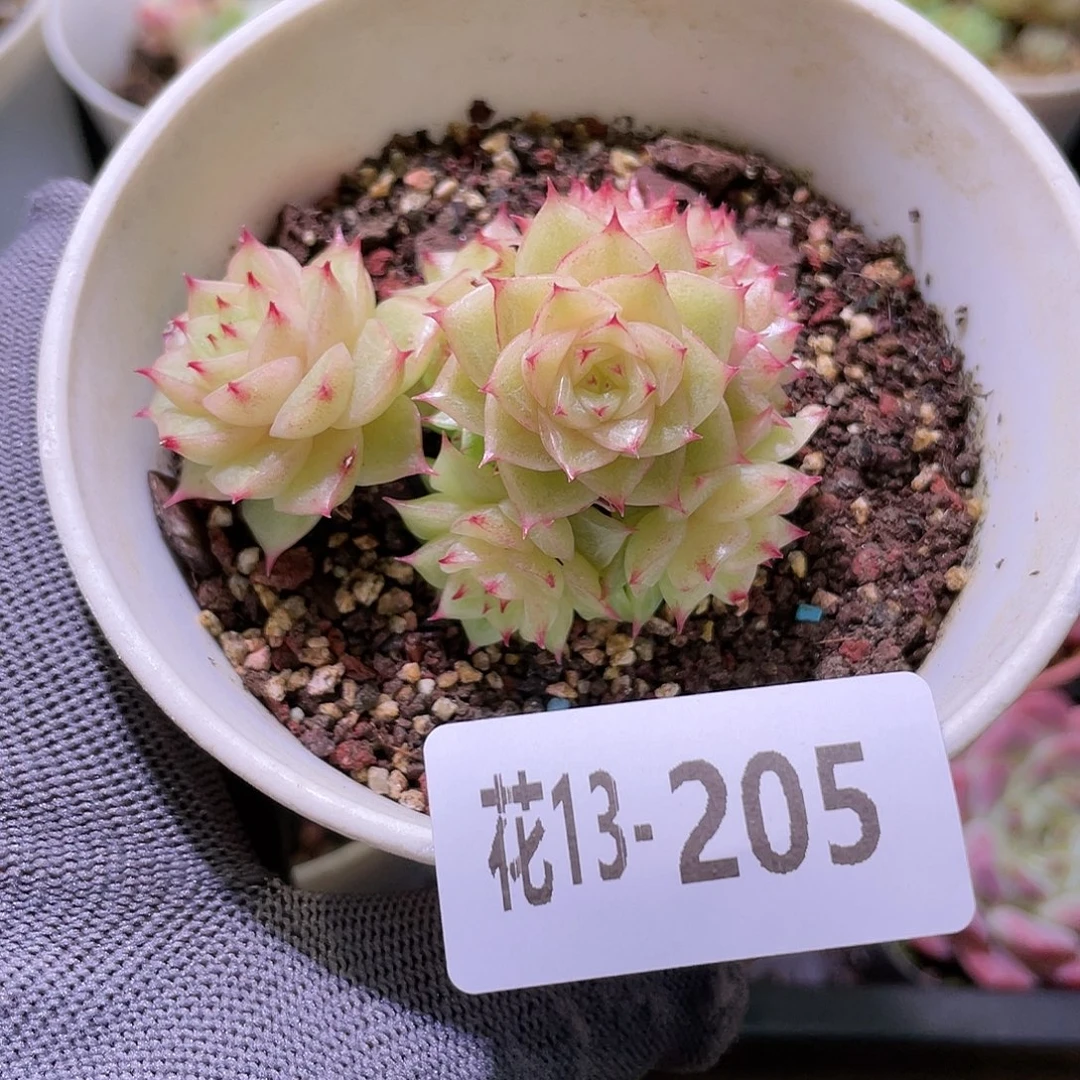 花利美13-205麦秆群