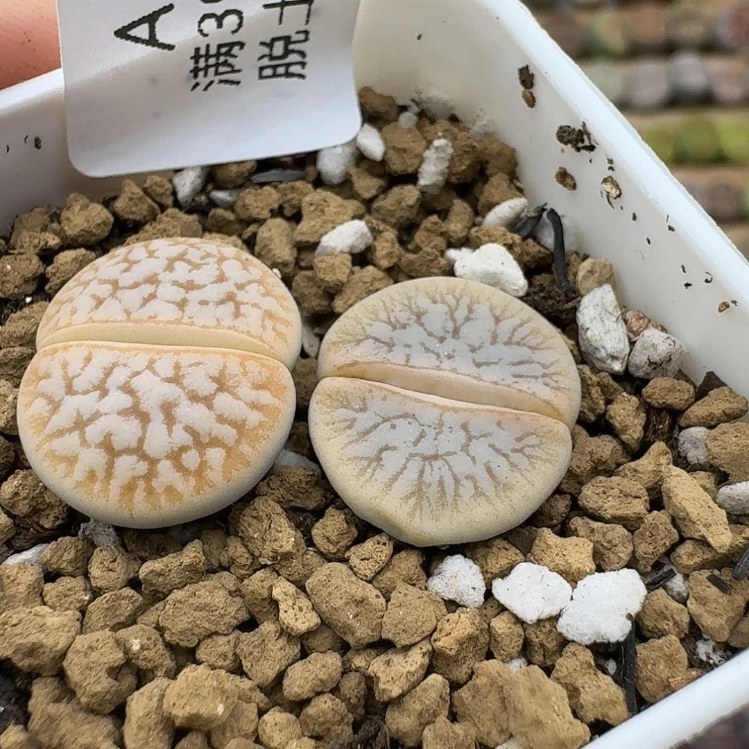 500多肉哈哈哈哈哈哈哈哈