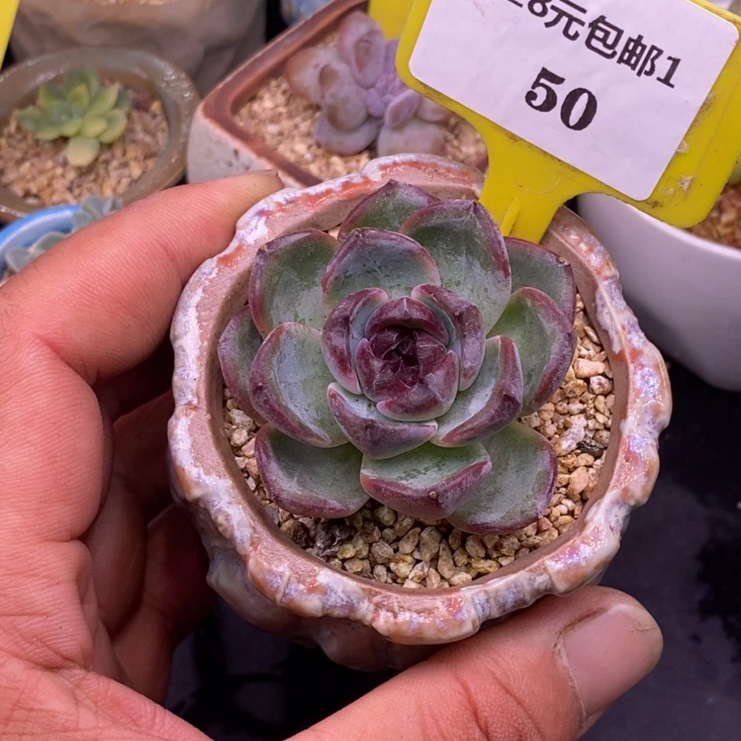 150黑橙子福利多肉……