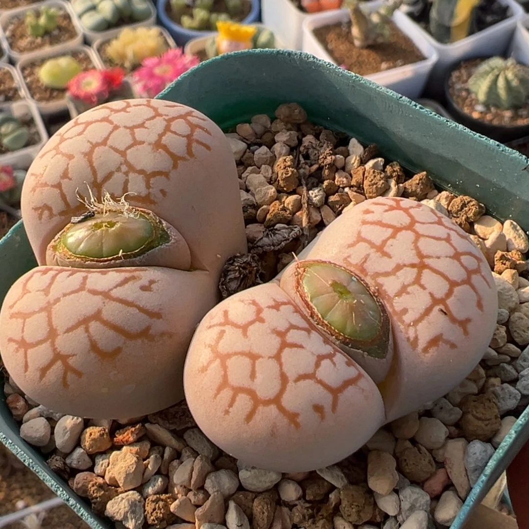 奶黄包多肉植物百科1