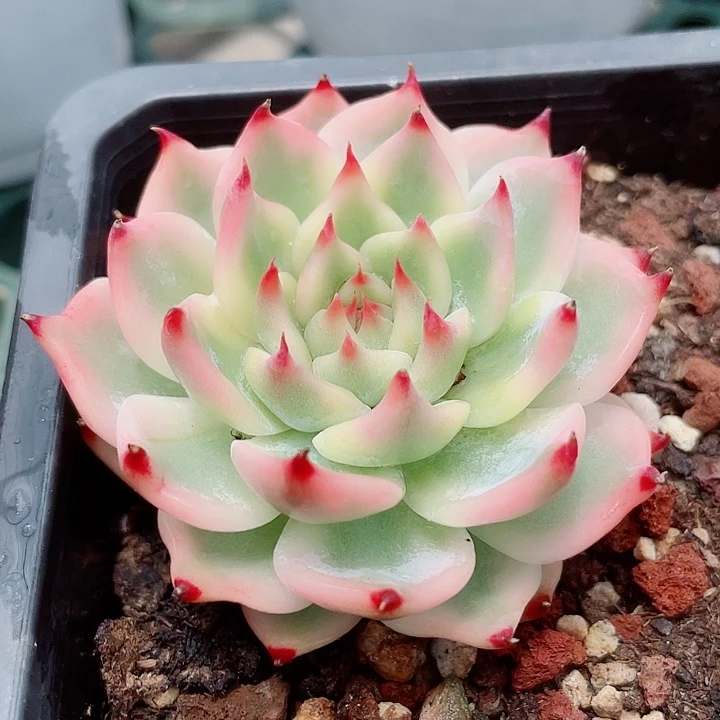 吉娃娃白覆伦锦。锦龙园艺5