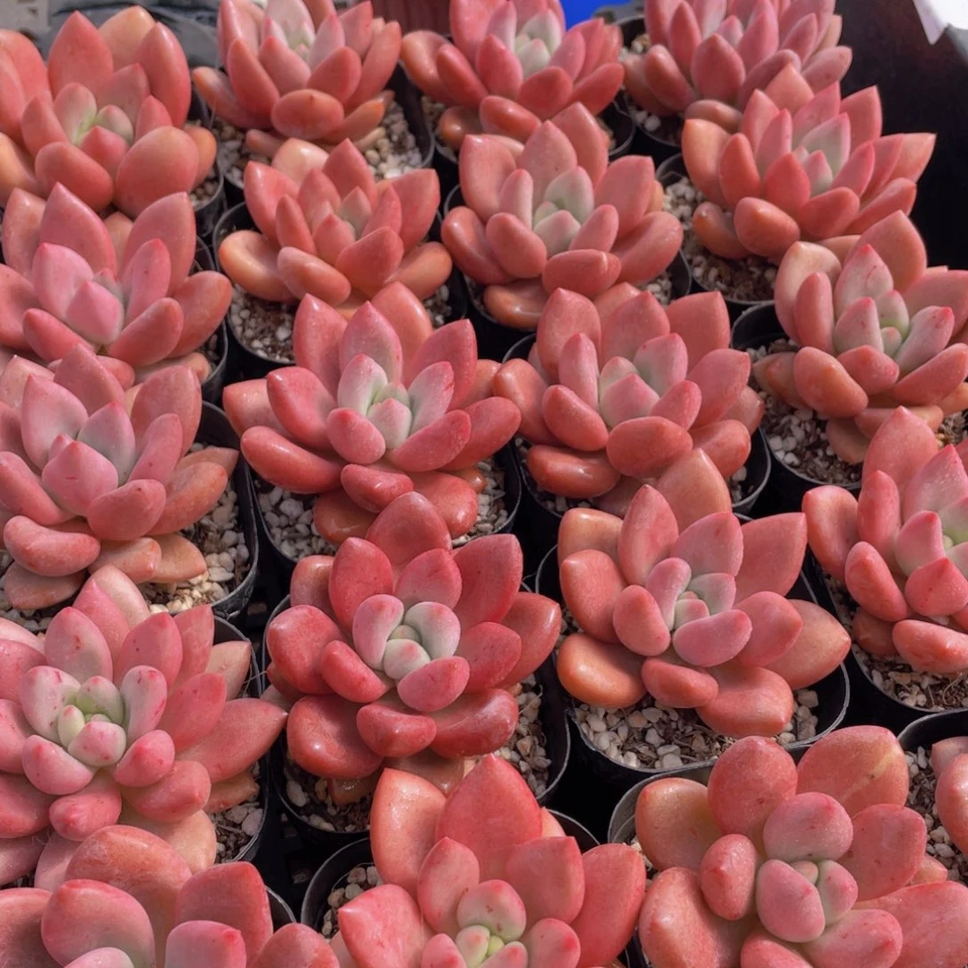 量拍5号 桃花源单头2个