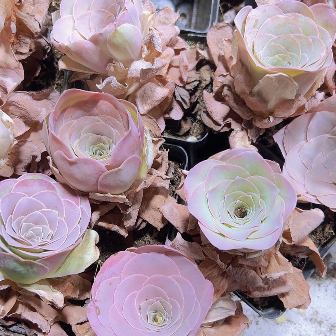 710十方优选粉酒杯2个多肉