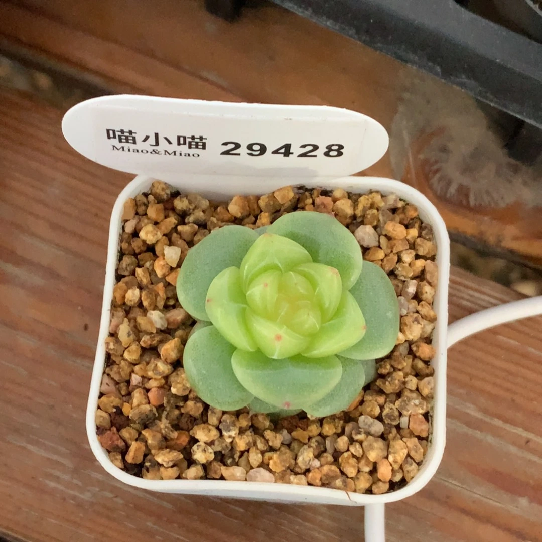 亦***ミ多肉植物杂交珍妮