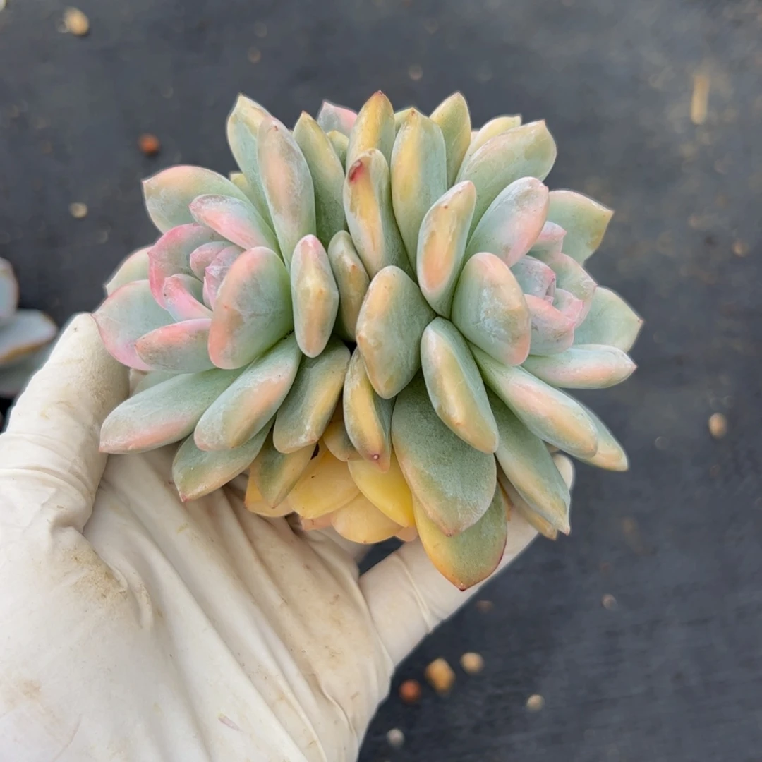 橙子锦有摘心多肉植物