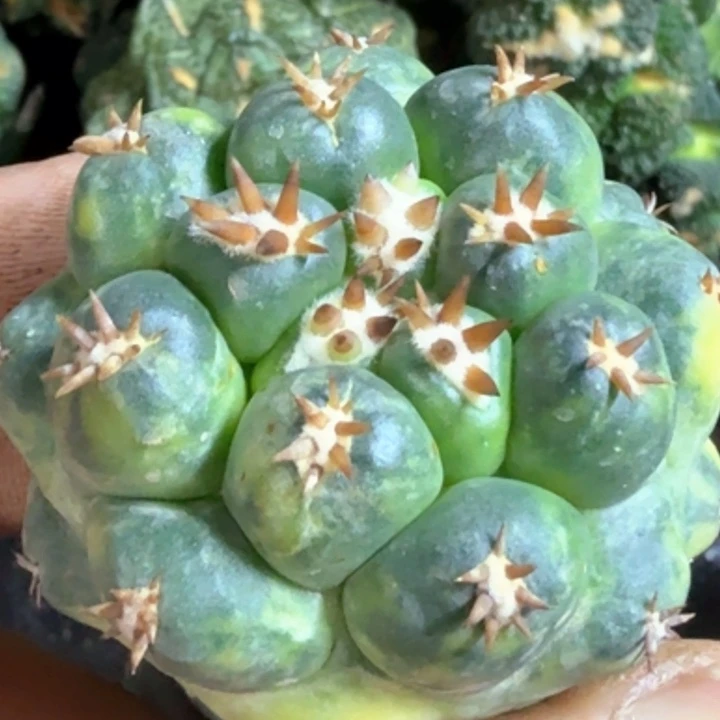 无花朵福利短豪刺象牙锦464