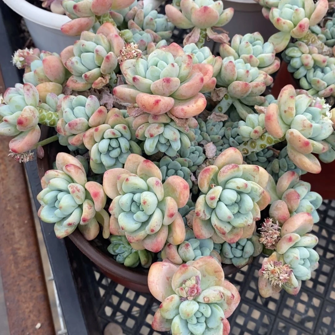 劳尔整桩整群大盆