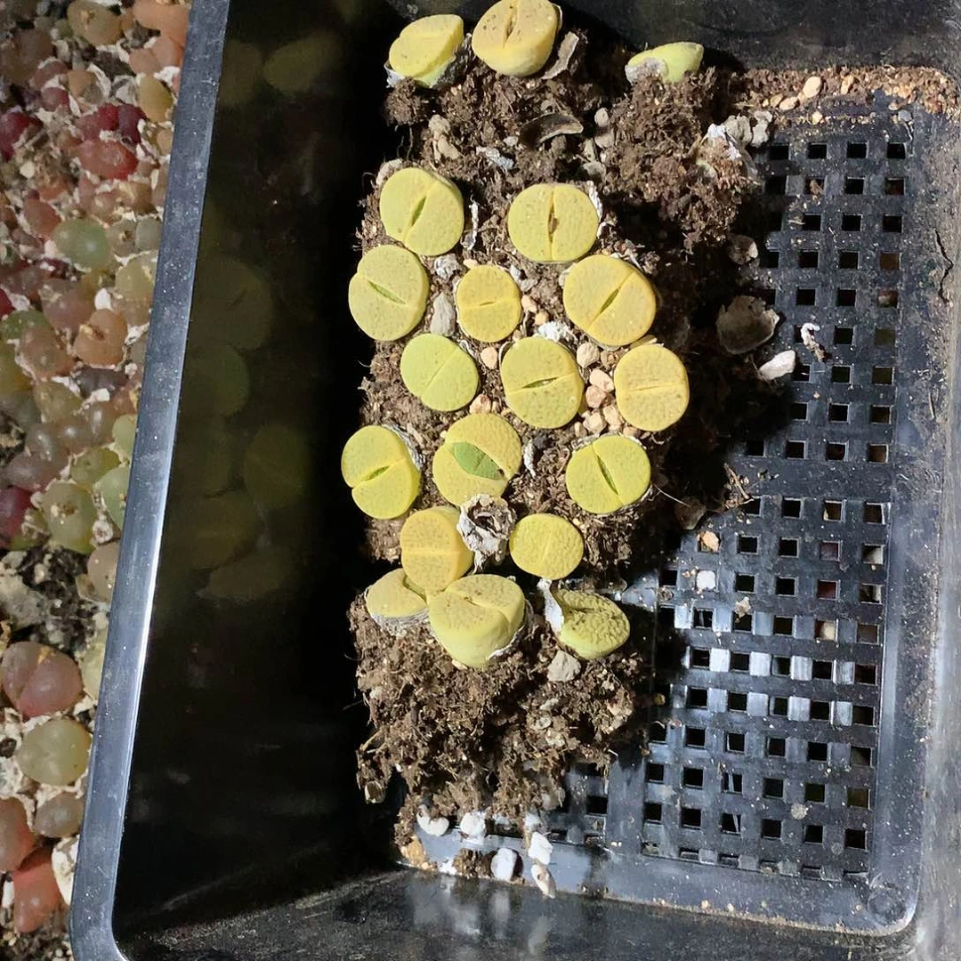 慢**姐E167多肉植物保护研究所