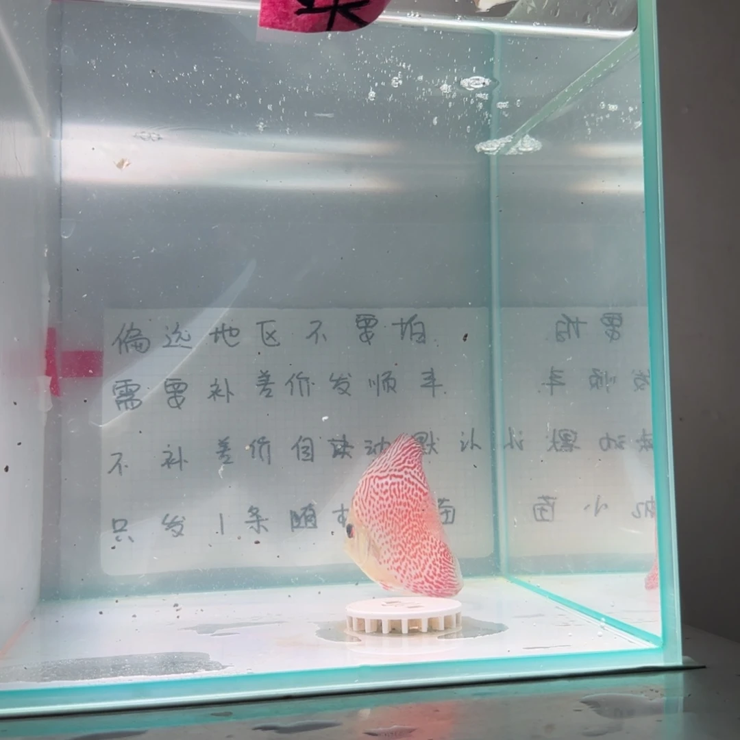 七彩神仙鱼肉身7偏远地区不拍