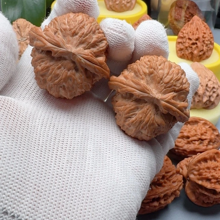 核桃精品卡姿兰大眼白狮子