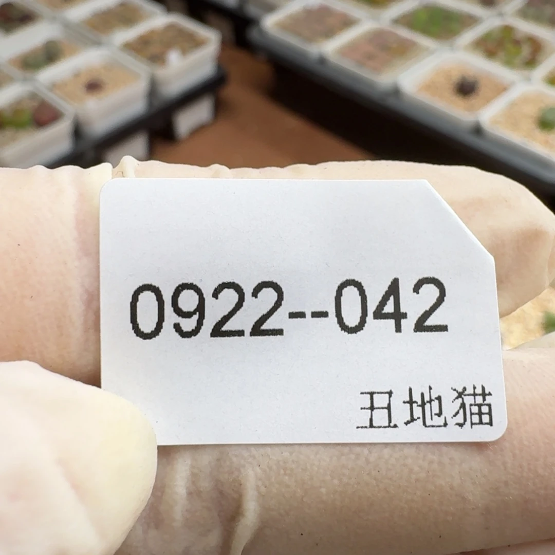 菠***~0922-042卷卷卷卷卷卷