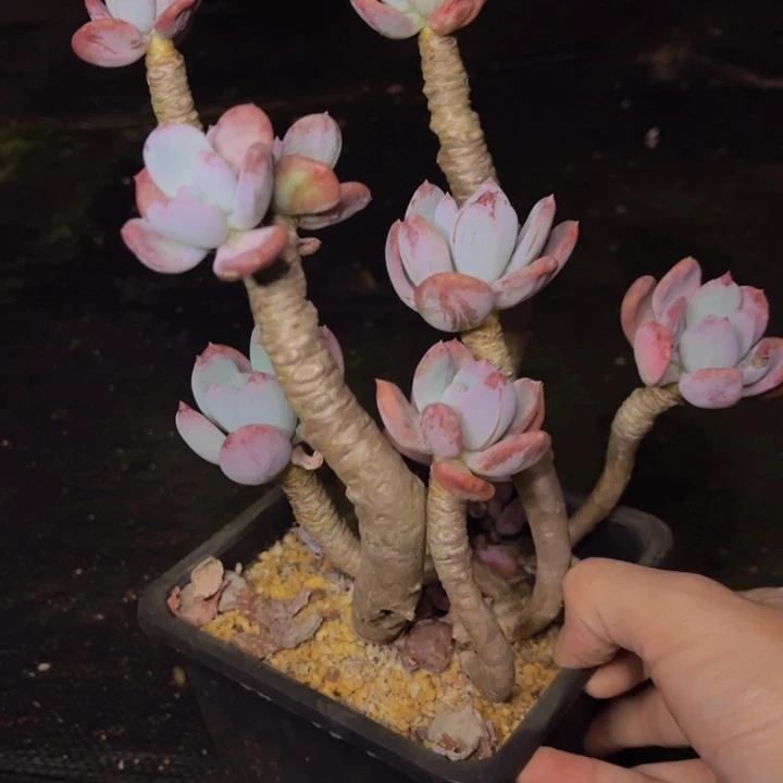 灰姑娘超级老桩全状态