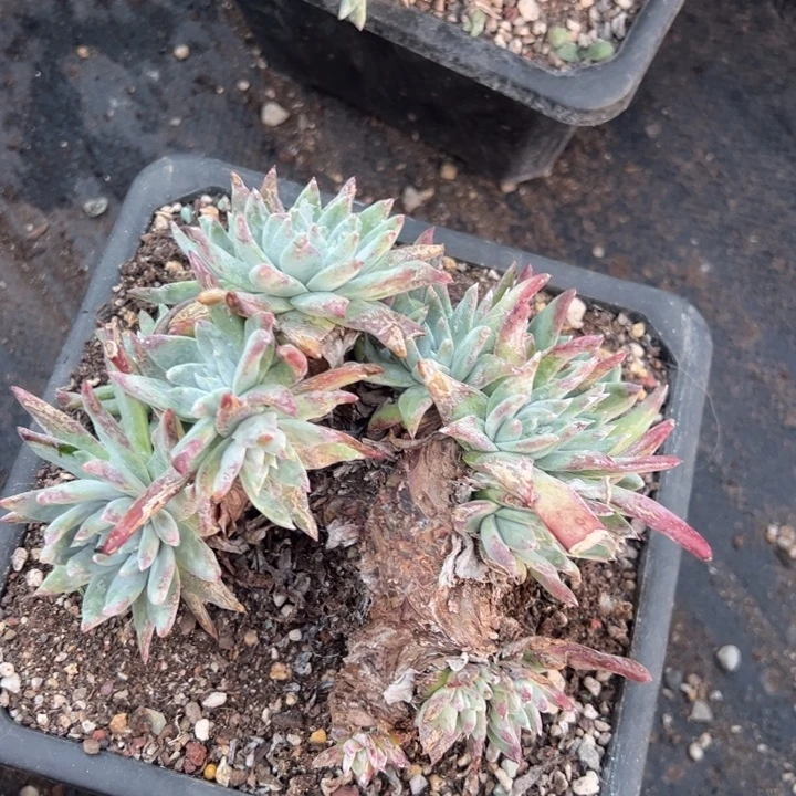 833瑕疵哈哈哈哈哈哈哈