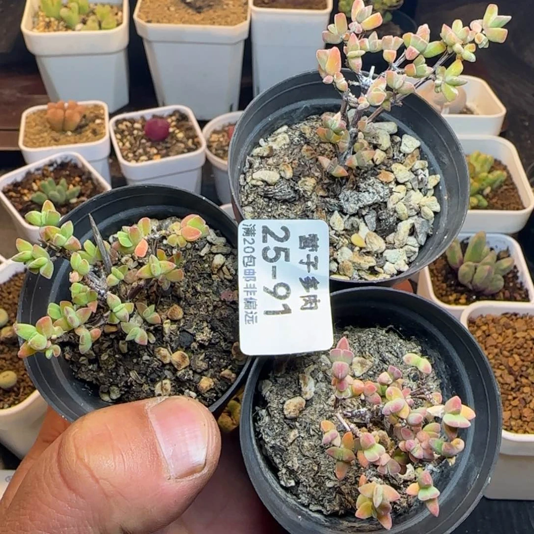 薄****                   带盆土。