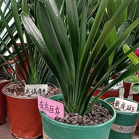 ****星巨龙根瑕疵福利