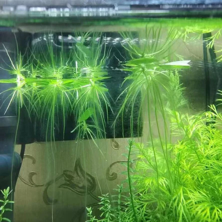 水草浮萍圆心萍净化水质水培绿植庭院办公室养鱼龟缸造景漂浮水草