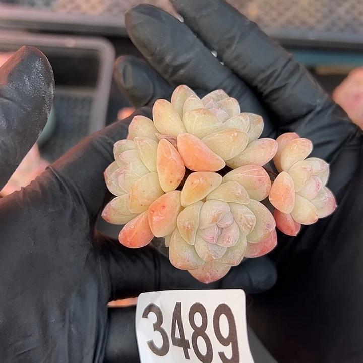 3489五头冰玉带盆发的