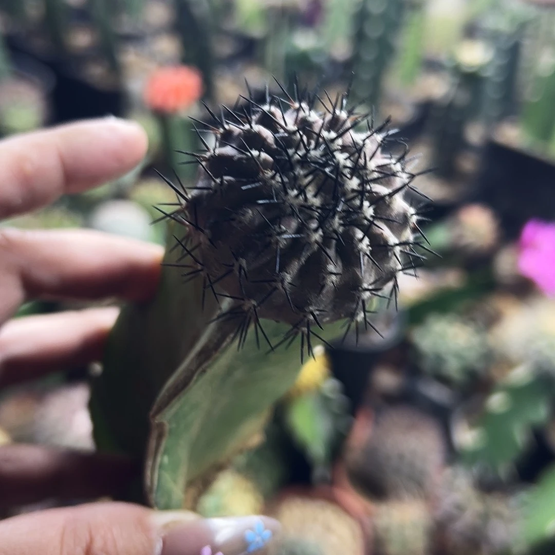 黑王仙人球11111111
