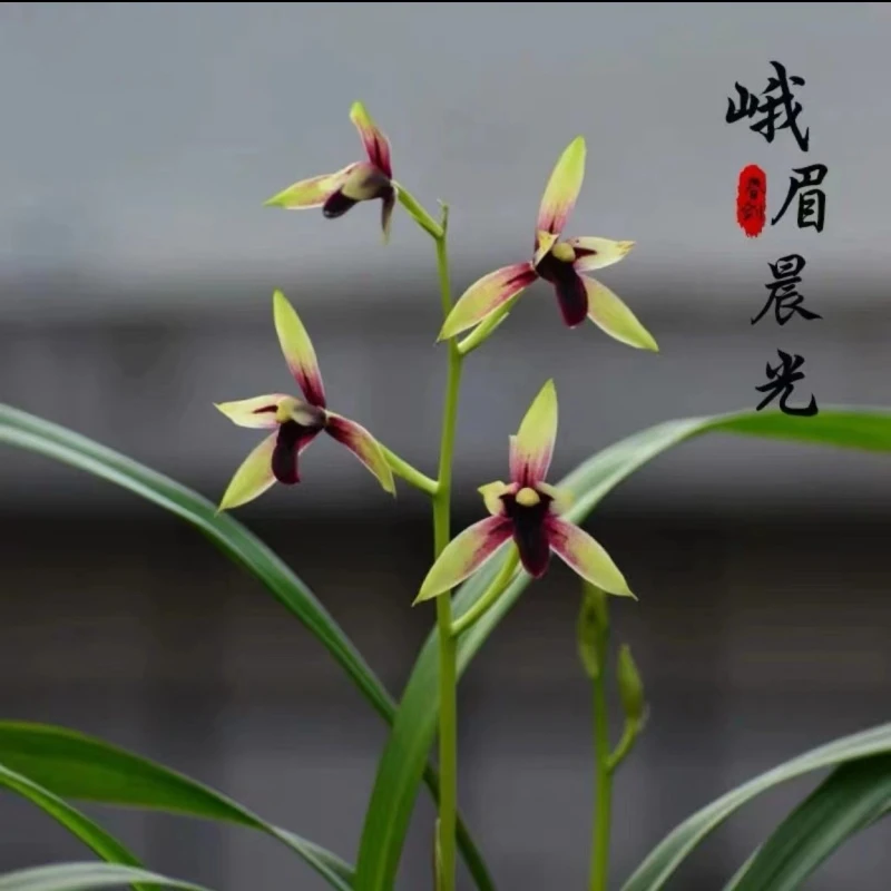 建兰名品【峨眉晨光 赤诚】终身包对版 假一赔十放心购买