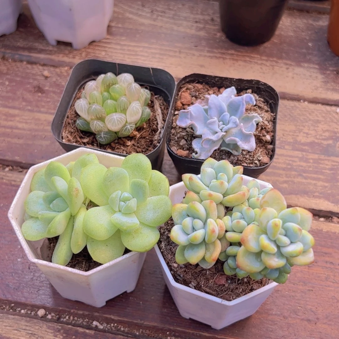 琥珀。 白饺子。冰玉双头。劳尔