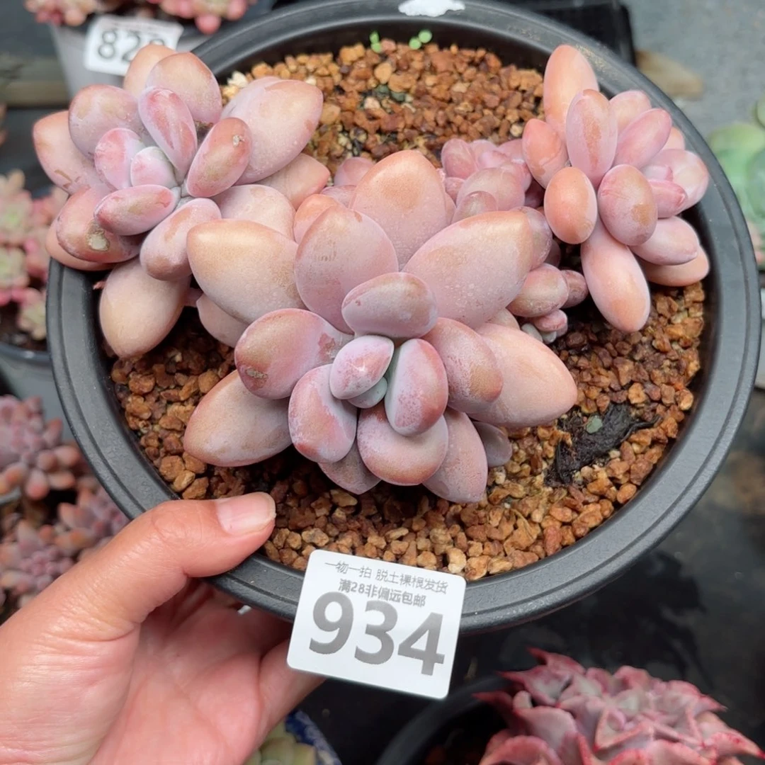 大粉兔无盆土发货