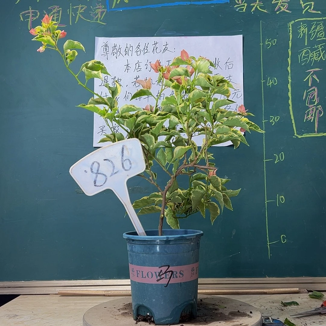 当前无花栽培后可以开花 造型 马斯 826