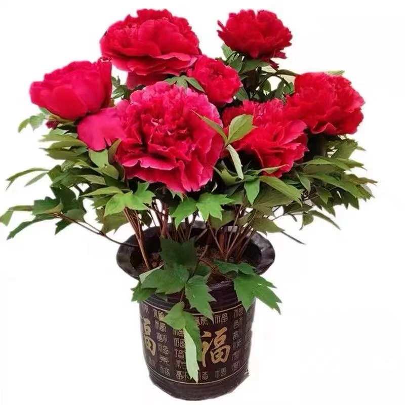 【中国红】12分支耐寒盆栽地栽牡丹花苗带花苞发货