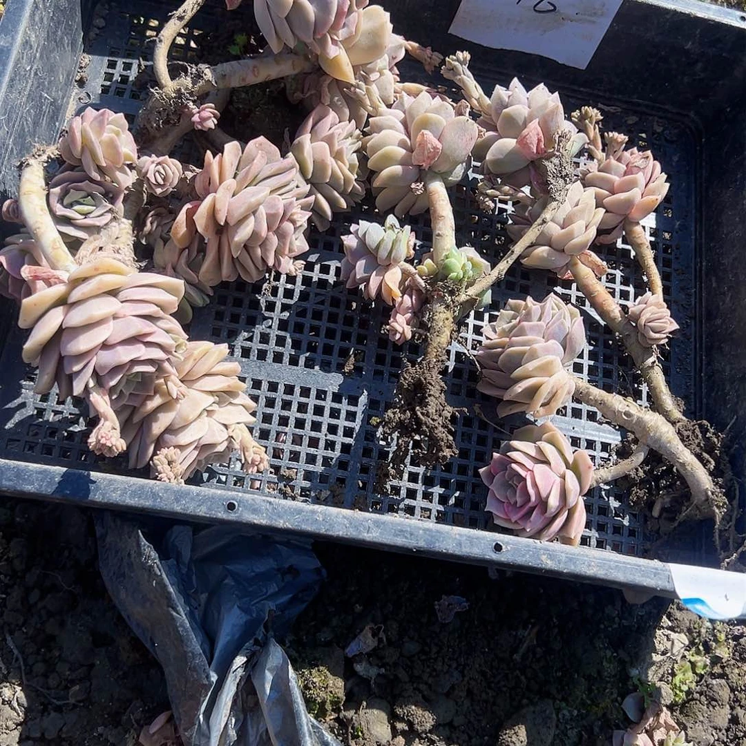 ?****?a6不售后4颗可爱玫瑰