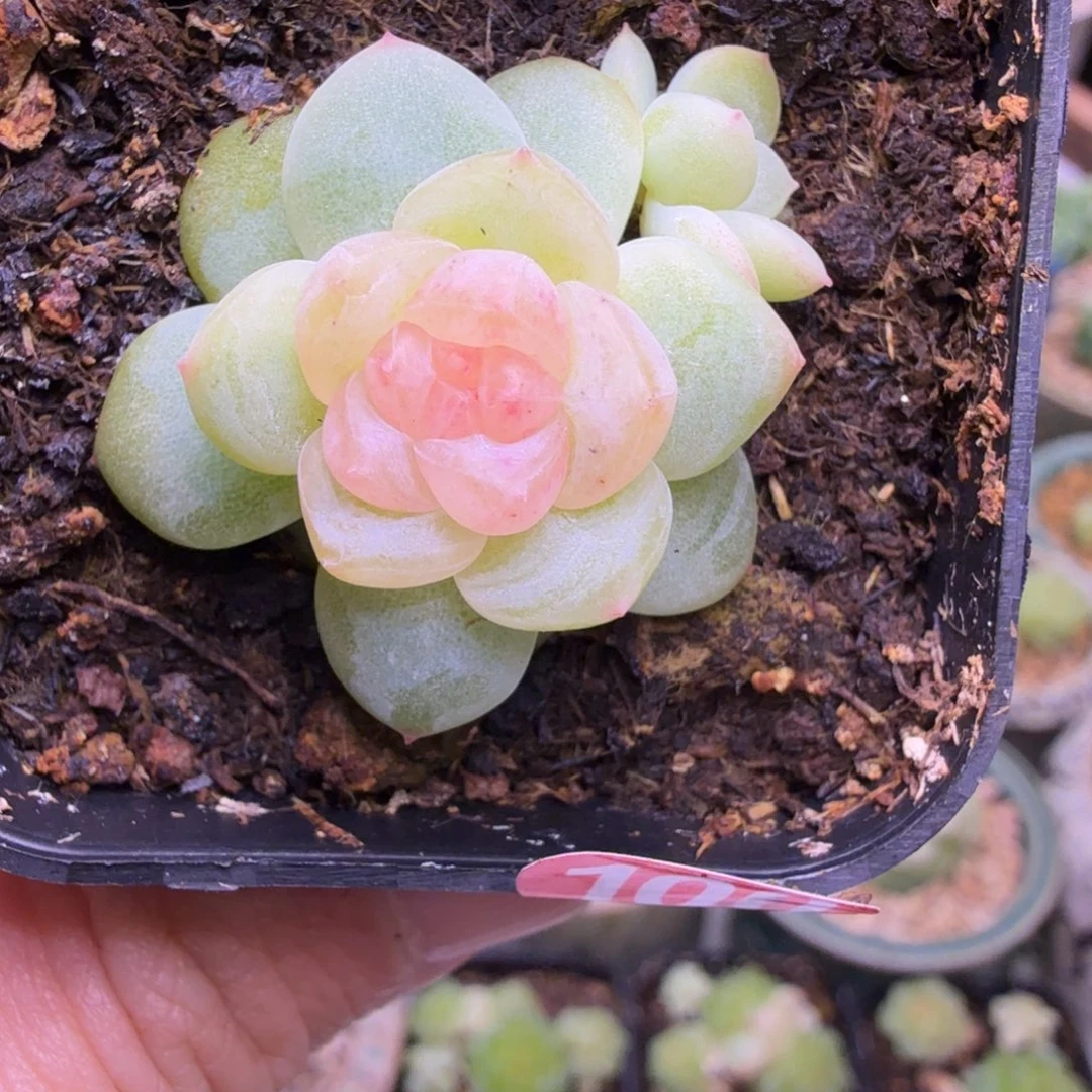 100号甜心青柠一物一拍