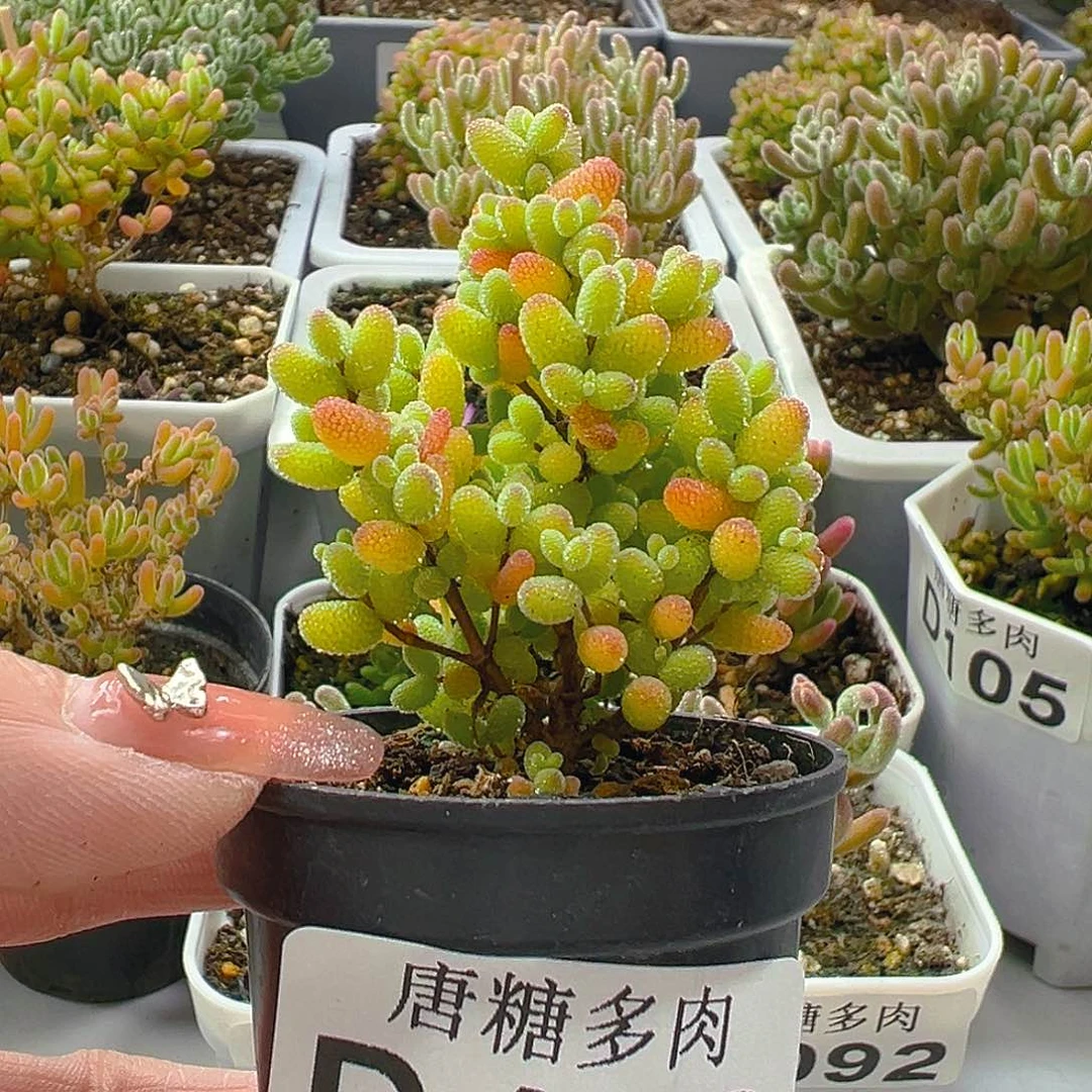 金橘102。