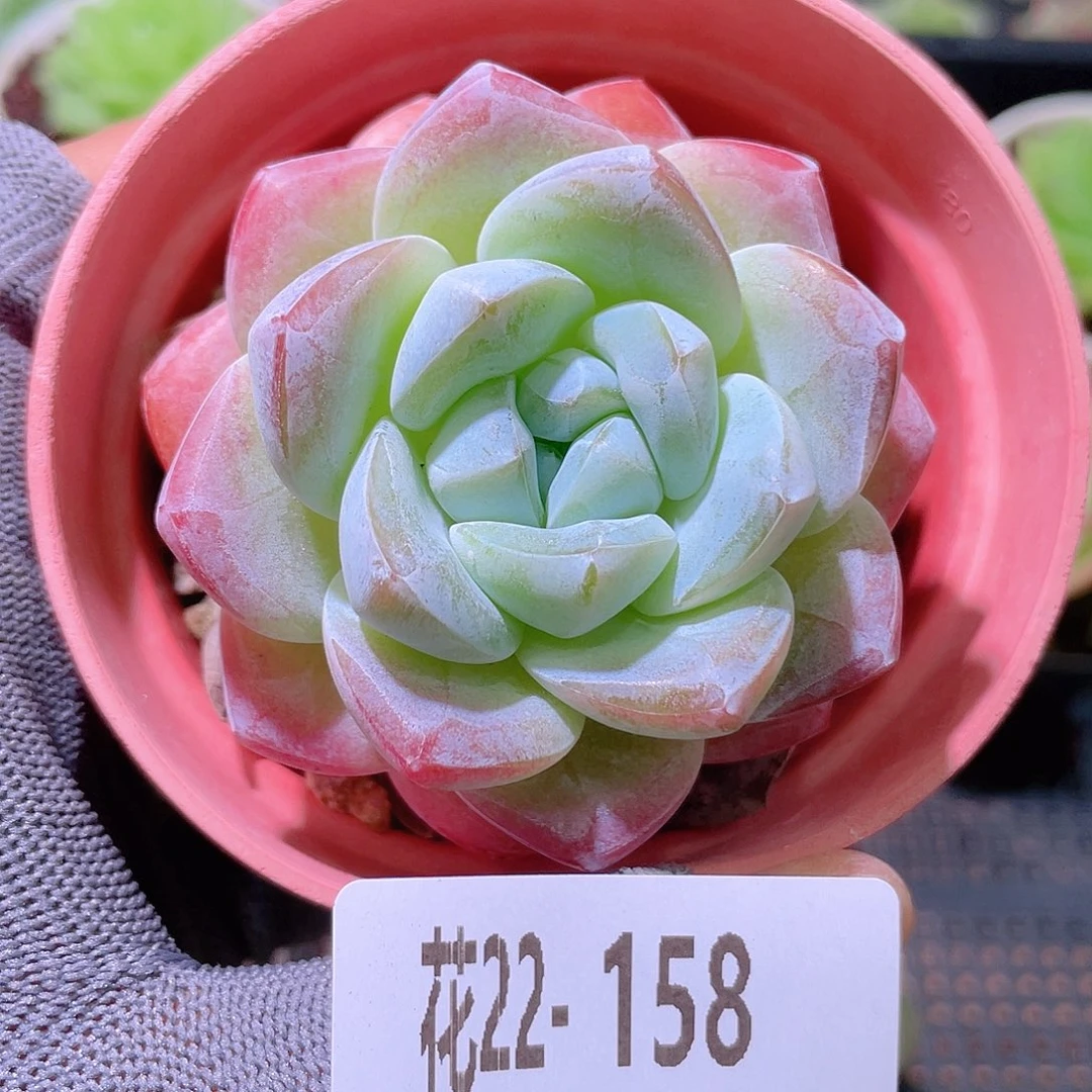 花利美22-158冰玉