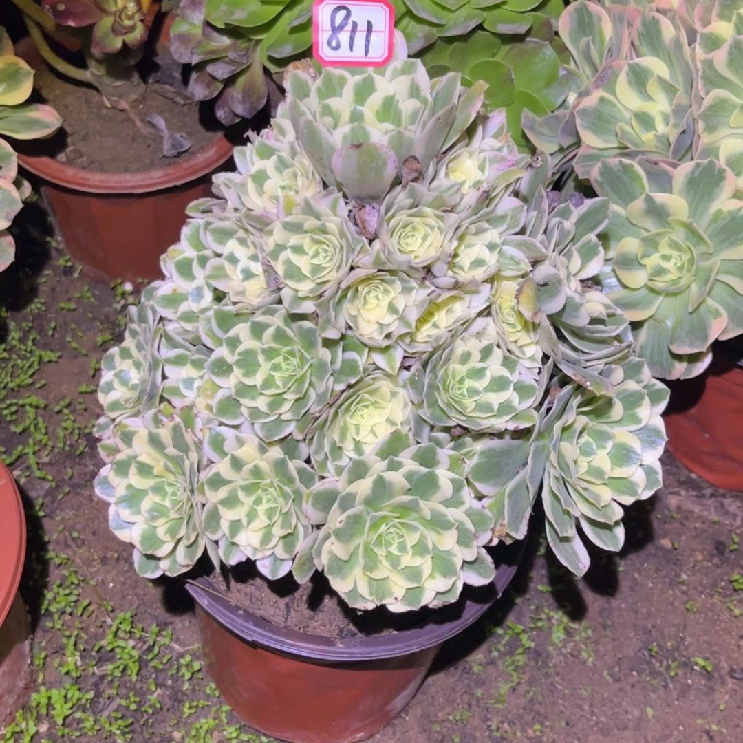 811多肉植物迈巴赫