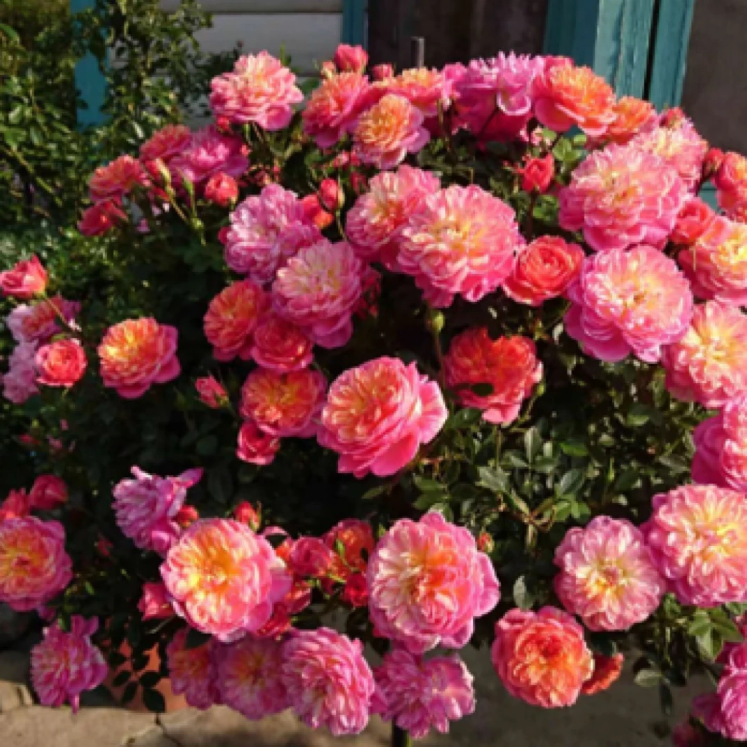 阳台微月 躲躲藏藏月季