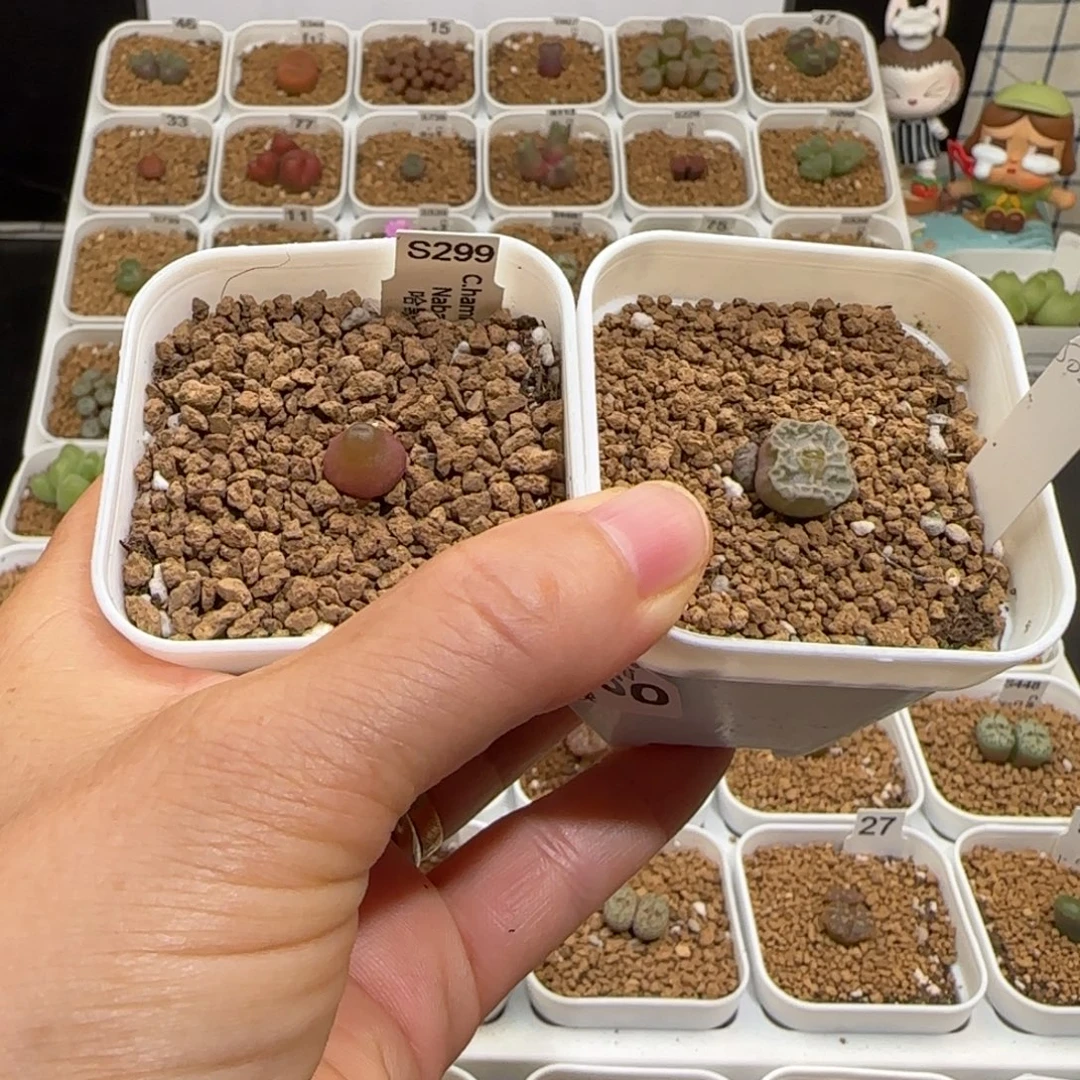 -***生肉锥多肉植物组合-1160
