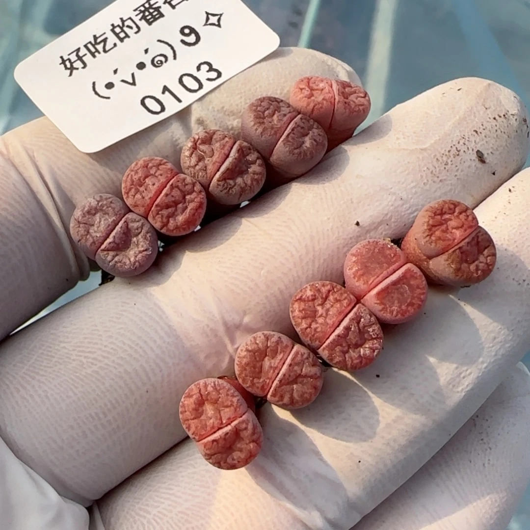 冬***眠0103。默认脱土。18包邮。偏远88包邮